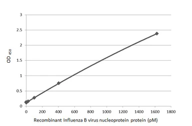 Anti-Influenza B virus Nucleoprotein antibody [HL1073] used in ELISA (ELISA). GTX636194