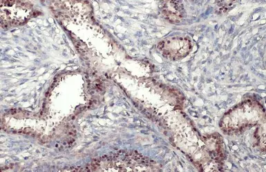 Anti-Estrogen Receptor alpha antibody [HL1081] used in IHC (Paraffin sections) (IHC-P). GTX636202