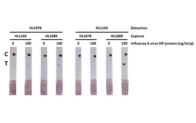 Anti-Influenza A virus Nucleoprotein antibody [HL1089] used in Lateral Flow (Lateral Flow). GTX636247