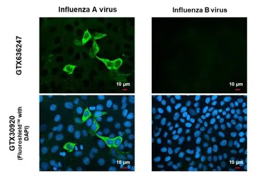 Anti-Influenza A virus Nucleoprotein antibody [HL1089] used in Immunocytochemistry/ Immunofluorescence (ICC/IF). GTX636247