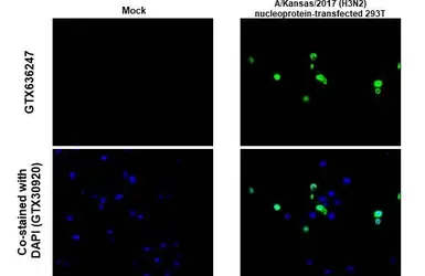 Anti-Influenza A virus Nucleoprotein antibody [HL1089] used in IHC-P (cell pellet) (IHC-P (cell pellet)). GTX636247