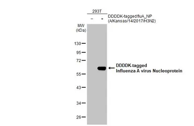 Anti-Influenza A virus Nucleoprotein antibody [HL1089] used in Western Blot (WB). GTX636247