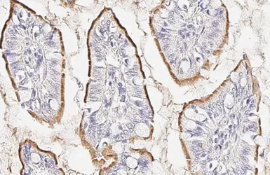 Anti-ACE2 antibody [HL1092] used in IHC (Paraffin sections) (IHC-P). GTX636265