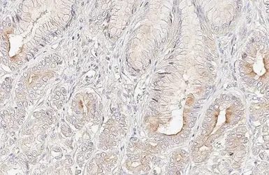 Anti-ACE2 antibody [HL1092] used in IHC (Paraffin sections) (IHC-P). GTX636265