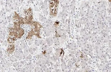 Anti-Somatostatin antibody [HL1101] used in IHC (Paraffin sections) (IHC-P). GTX636297