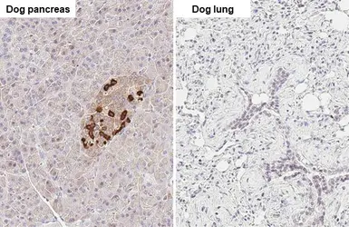 Anti-Somatostatin antibody [HL1101] used in IHC (Paraffin sections) (IHC-P). GTX636297