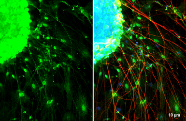 Anti-Somatostatin antibody [HL1101] used in Immunocytochemistry/ Immunofluorescence (ICC/IF). GTX636297