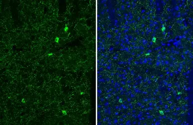 Anti-Somatostatin antibody [HL1101] used in IHC (Frozen sections) (IHC-Fr). GTX636297