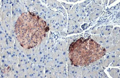 Anti-Somatostatin antibody [HL1101] used in IHC (Paraffin sections) (IHC-P). GTX636297