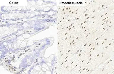 Anti-RBPMS antibody [HL1105] used in IHC (Paraffin sections) (IHC-P). GTX636320