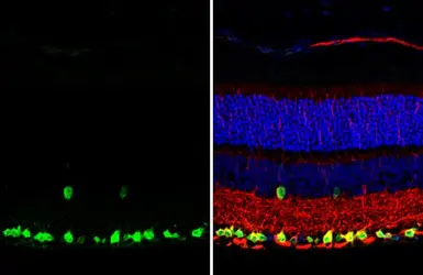 Anti-RBPMS antibody [HL1105] used in IHC (Paraffin sections) (IHC-P). GTX636320