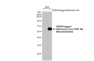 Anti-Influenza A virus H1N1 NA (Neuraminidase) antibody [HL1108] used in Western Blot (WB). GTX636323