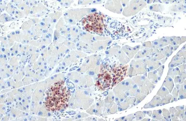 Anti-C-Peptide antibody [HL1158] used in IHC (Paraffin sections) (IHC-P). GTX636462