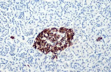 Anti-C-Peptide antibody [HL1158] used in IHC (Paraffin sections) (IHC-P). GTX636462