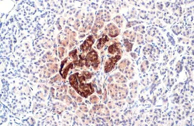 Anti-C-Peptide antibody [HL1159] used in IHC (Paraffin sections) (IHC-P). GTX636463