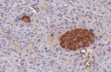 Anti-C-Peptide antibody [HL1159] used in IHC (Paraffin sections) (IHC-P). GTX636463