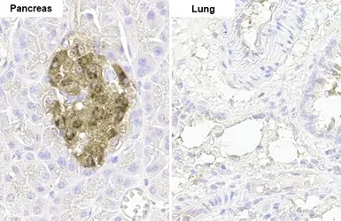 Anti-C-Peptide antibody [HL1159] used in IHC (Paraffin sections) (IHC-P). GTX636463