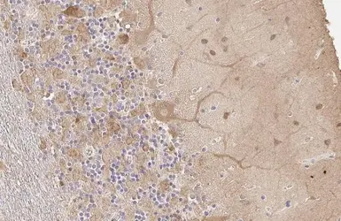 Anti-GAD65 + GAD67 antibody [HL1181] used in IHC (Paraffin sections) (IHC-P). GTX636487