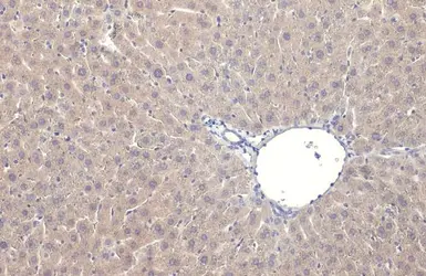 Anti-iNOS antibody [HL1213] used in IHC (Paraffin sections) (IHC-P). GTX636531