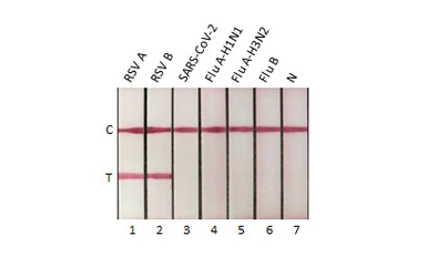 Anti-Respiratory Syncytial virus Nucleoprotein antibody [HL1246] used in Lateral Flow (Lateral Flow). GTX636648