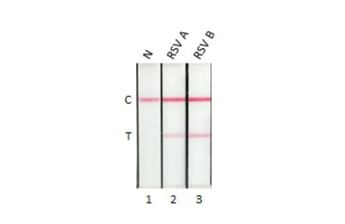 Anti-Respiratory Syncytial virus Nucleoprotein antibody [HL1247] used in Lateral Flow (Lateral Flow). GTX636649