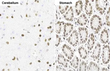 Anti-NFIX antibody [HL1269] used in IHC (Paraffin sections) (IHC-P). GTX636671