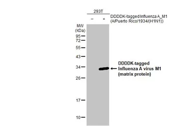 Anti-Influenza A virus M1 (matrix protein) antibody [HL1273] used in Western Blot (WB). GTX636675