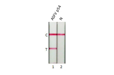 Anti-ASFV p54 antibody [HL1286] used in Lateral Flow (Lateral Flow). GTX636700