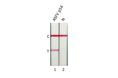 Anti-ASFV p54 antibody [HL1289] used in Lateral Flow (Lateral Flow). GTX636703