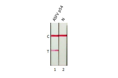 Anti-ASFV p54 antibody [HL1289] used in Lateral Flow (Lateral Flow). GTX636703