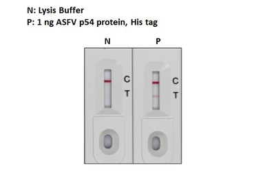 Anti-ASFV p54 antibody [HL1289] used in Lateral Flow (Lateral Flow). GTX636703