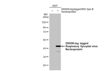 Anti-Respiratory Syncytial virus Nucleoprotein antibody [HL1291] used in Western Blot (WB). GTX636705