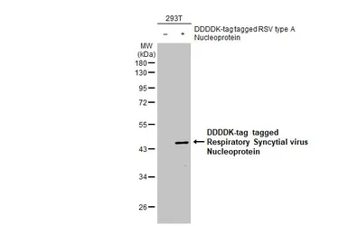 Anti-Respiratory Syncytial virus Nucleoprotein antibody [HL1291] used in Western Blot (WB). GTX636705