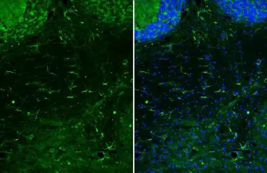 Anti-GFAP antibody [HL1308] used in IHC (Frozen sections) (IHC-Fr). GTX636726