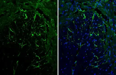 Anti-GFAP antibody [HL1308] used in IHC (Frozen sections) (IHC-Fr). GTX636726