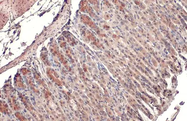 Anti-MFF antibody [HL1311] used in IHC (Paraffin sections) (IHC-P). GTX636729