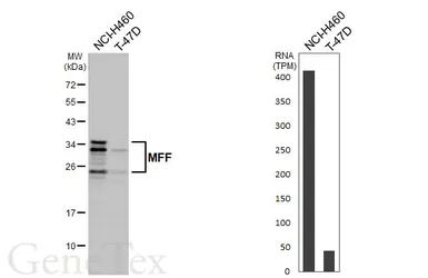 Anti-MFF antibody [HL1312] used in Western Blot (WB). GTX636730