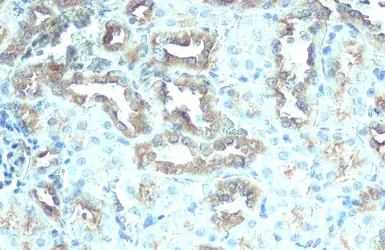 Anti-ATP6V1H antibody [HL1316] used in IHC (Paraffin sections) (IHC-P). GTX636734