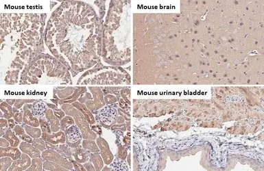 Anti-ATP6V1H antibody [HL1316] used in IHC (Paraffin sections) (IHC-P). GTX636734