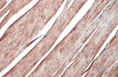 Anti-ATP6V1H antibody [HL1316] used in IHC (Paraffin sections) (IHC-P). GTX636734