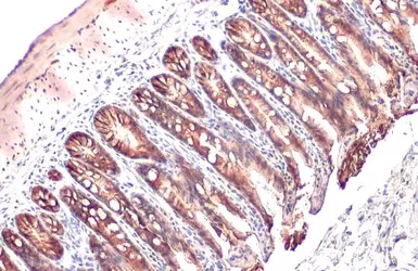 Anti-EpCAM antibody [HL1338] used in IHC (Paraffin sections) (IHC-P). GTX636758