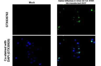 Anti-Swine Influenza A virus G4 EA H1N1 HA (Hemagglutinin) antibody [HL1342] used in IHC-P (cell pellet) (IHC-P (cell pellet)). GTX636762