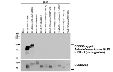 Anti-Swine Influenza A virus G4 EA H1N1 HA (Hemagglutinin) antibody [HL1342] used in Western Blot (WB). GTX636762