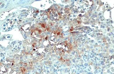 Anti-COL4A1 antibody [HL1351] used in IHC (Paraffin sections) (IHC-P). GTX636771