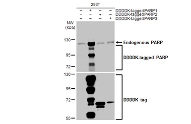 Anti-PARP antibody [HL1365] used in Western Blot (WB). GTX636805