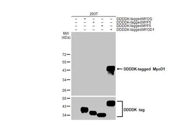 Anti-MyoD1 antibody [HL1372] used in Western Blot (WB). GTX636812