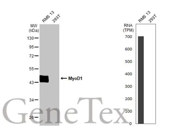 Anti-MyoD1 antibody [HL1372] used in Western Blot (WB). GTX636812