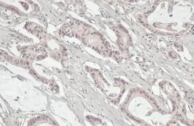 Anti-Mre11 antibody [HL1386] used in IHC (Paraffin sections) (IHC-P). GTX636826