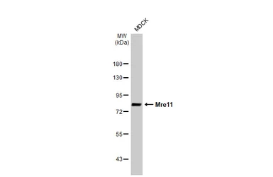 Anti-Mre11 antibody [HL1386] used in Western Blot (WB). GTX636826