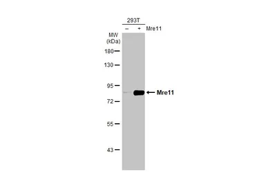 Anti-Mre11 antibody [HL1386] used in Western Blot (WB). GTX636826